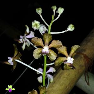 Vanda Kultana Oriental Aroma