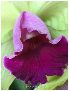 Rhyncholaeliocattleya Yen Surprise