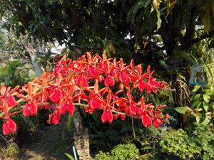 Renanopsis Lion's Splendor