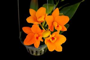 Rhyncattleanthe Shinfong Little Sun