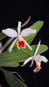 Cattleya blossfeldiana