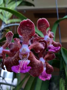 Papilionanda Paksorn Fragrance