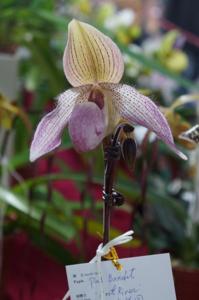 <i>Paphiopedilum</i> Pink Bandit