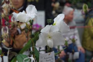 Paphiopedilum Tainan Milk Fish