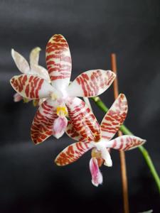 Phalaenopsis Ambotrana