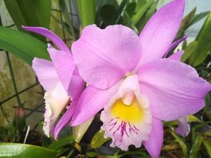Cattleya Beaumesnil