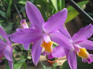 Laeliocattleya Chian-Tzy Ostelove