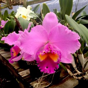 Rhyncholaeliocattleya Ikuko Akatsuka