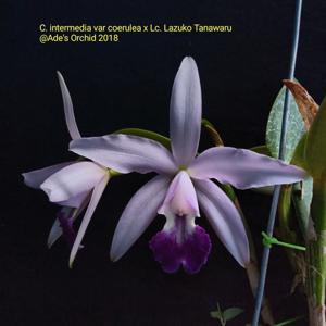 <i>Cattleya</i> intermedia-Kazuko Takamatsu