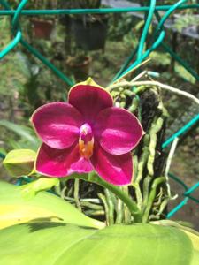 <i>Phalaenopsis</i> Mel's Purple Ruby