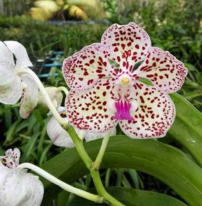 Vanda Dr Yap Thiam Hien