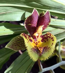 Catasetum Lovena