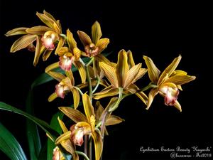 Cymbidium Eastern Beauty
