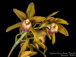 Cymbidium Eastern Beauty
