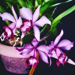 <i>Laeliocattleya</i> x <i>sallieri</i>