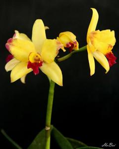 Rhyncattleanthe Laughing Boy