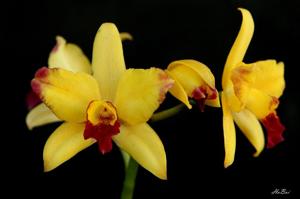 Rhyncattleanthe Laughing Boy