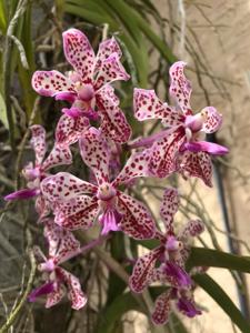 <i>Vanda</i> tricolor-Khun Nok
