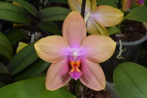 Phalaenopsis Helios Mirabelle