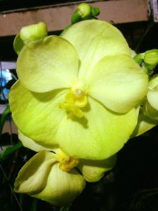 <i>Vanda</i> Nopporn Gold-Nopporn Golden Dream