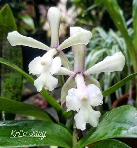 Epicattleya Brabantiae-cristatum