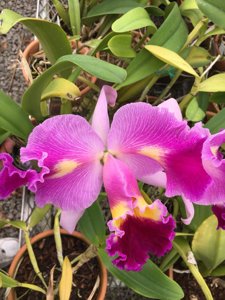 Cattleya Oprah Winfrey