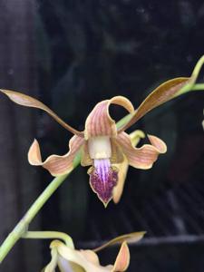 <i>Dendrobium</i> Christian Lutchman
