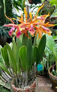 Brassocattleya Golden Glory