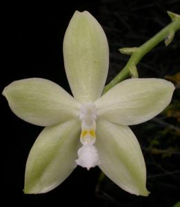 Phalaenopsis Tetra Green