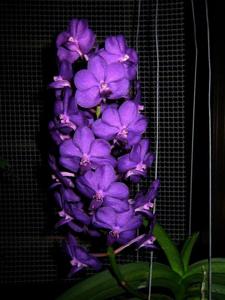 Vandachostylis Pine Rivers