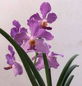Papilionanda Tan Chin Tuan