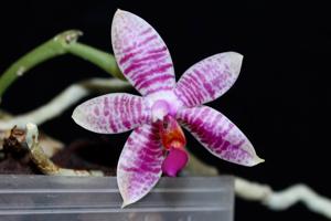 Phalaenopsis Autumn Rain