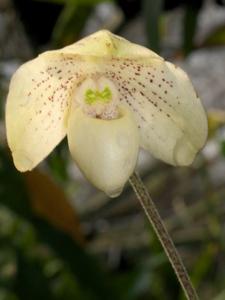 <i>Paphiopedilum</i> Nathaniel's Clarity