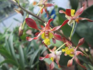 <i>Dendrobium</i> King Brown