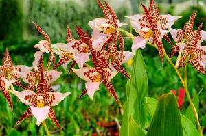 Rhynchostele humeana