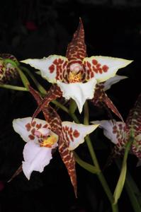 Rhynchostele humeana