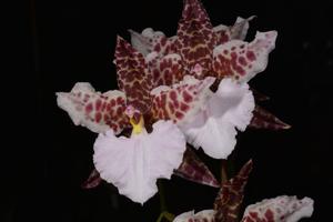 <i>Rhynchostele</i> Colonel Leith