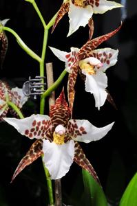 Rhynchostele humeana