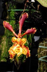 Psychopsychopsis Holm's Little Butterfly