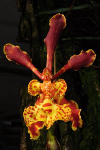 Psychopsychopsis Holm's Little Butterfly