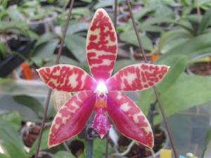 Phalaenopsis Jelly Belly