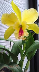 Rhyncholaeliocattleya Magic Meadow