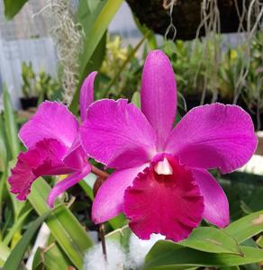Cattleytonia Albert Hollingsworth-Keith Roth