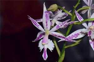 Bardendrum spectabilis-criniferum