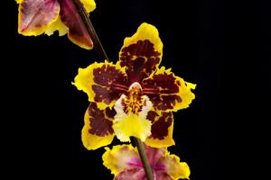 <i>Oncidium</i> Durham Vision