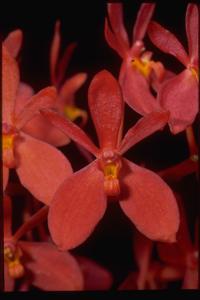 <i>Renantanda</i> Esther Motes