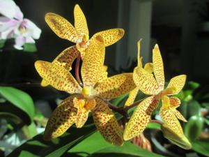 Renanthopsis Mildred Jameson