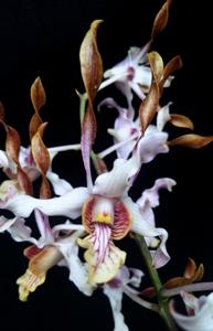 Dendrobium Lum Goo