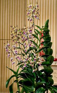 Dendrobium Barack and Michelle Obama