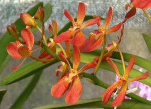 <i>Renantanda</i> Momon Shija